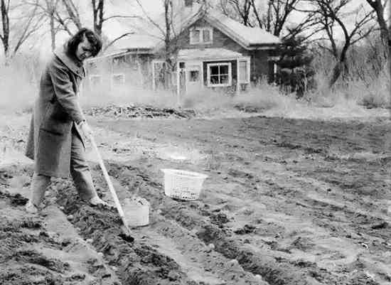 The owner of this formerly weed-infested vacant lot is happy to let us use it without charge because growing potatoes the organic way both keeps the weeds under control and helps build the fertility of the property's soil.